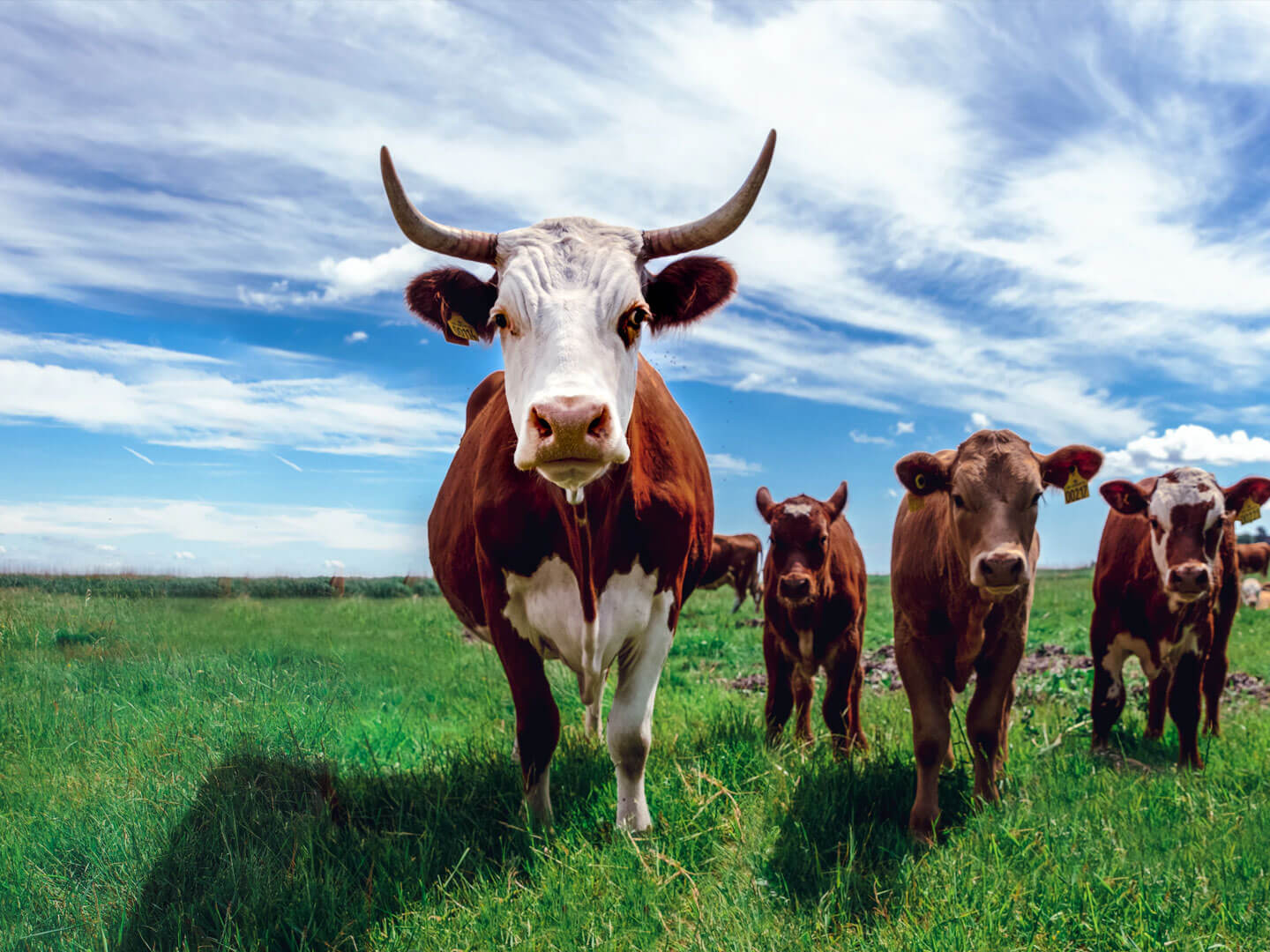 Free Range Cattle Farming cattle-farming